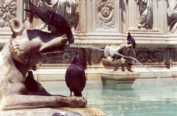 Birds at the Fonte Gaia